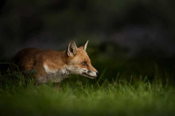 Renard de nuit